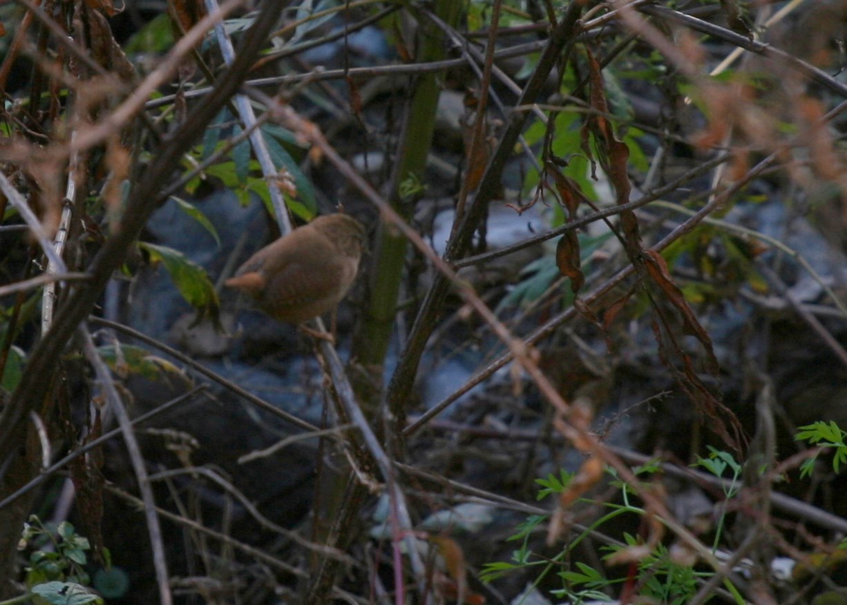 piccolo uccello da identificare